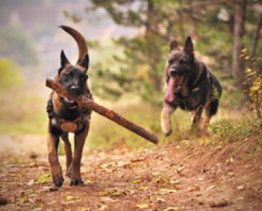 German shepherd in India